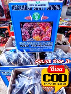 Bibit Sawit Unggul KSM Yangambi Berkualitas Buah Besar Medan Kemasan 250 Siap Semai