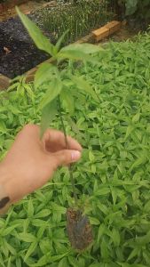 [Cây Dược Liệu] Combo 3 Cây Giống Xương Khỉ - Bìm Bịp - Mảnh Cộng Giải Độc Mát Gan xương khớp