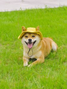 Spring Autumn Dog Pet Fisherman Hat Ear Exposure Cat Sunshade Photography Breathable Sun Hat Universal Brand Sun Cap