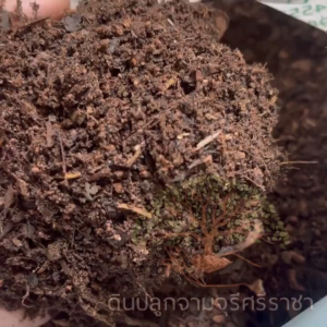 ดินผสมใบก้ามปูสูตรเพาะดี (น้ำหนัก 5 กิโลกรัม) ดินปลูก ผสมพร้อมปลูก ดินคุณภาพดี พร้อมใช้