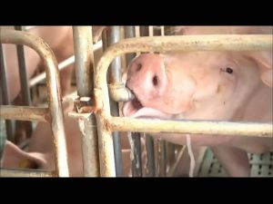5/10/25Pcs Stainless steel Pig nipple water drinker set Automatic Piglet drinker for sows pigs piggery drinking equipment