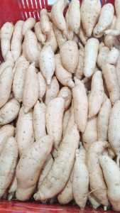 Ubi madu cilembu asli ukuran Sedang 1kg