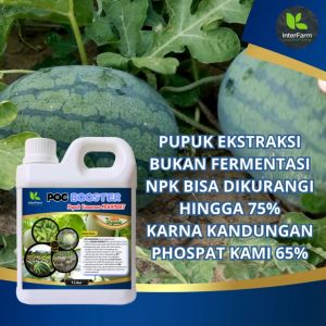 InterFarm POC Booster Pupuk Cair Organik Semangka - Nutrisi Terbaik untuk Tanaman Buah