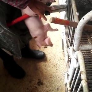 Viddavet Hanging Pig Castration Tool: A Comprehensive Guide