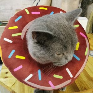Cat E-Collar Neck Cone Soft Padded Pet Adjustable Recovery Collar Soft Dog Cat Wound Healing Protective Elizabeth Circle Prevent Bite Collars