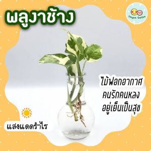 2 โปร 3 กิ่งลด 5 ต้นไม้มงคล พลูงาช้าง น้ำเงา ต้นไม้ปลูกน้ำ เลี้ยงในห้องนอน