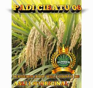 BENIH PADI CIBATU 06 unggul 10-12 per HK
