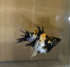 Tiger Red Head Balloon Molly Fish(Female) 红头短身气球茉莉鱼(母)❗️(Not random fish)❗️Fish same as order❗️31