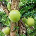 Calabash Tree Cuttings or Fruit (Miracle Fruit) for Planting or Juicing. 