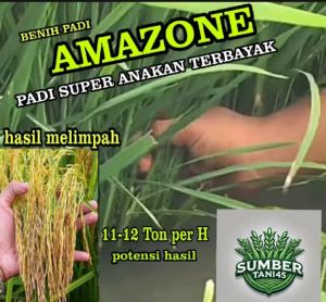 BENIH PADI AMAZONE SUPER ANAKAN TERBAIK KUALITAS UNGGUL PER 1KG