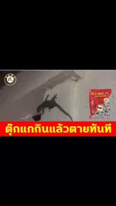 100 ปี ยาฆ่าจิ้งจกตาย 100g สูตรใหม่ 100% ปลอดภัย และมีประสิทธิภาพ ครีมกำจัด ยาฆ่าตุ๊กแก ยากำจัดตุ๊กแก ไล่จิ้งจกถาวร ครีมกำจัดจิ้งจก กำจัดตุ๊กแก ยาเบื่อจิ้งจก ยากำจัดตูกแก ยากำจัดจิ้งจก