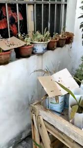 Fly Trap Strong Adhesive & Effective Fly Trap Sheet - JC Elise