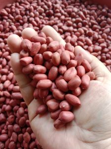 500gram Benih Kacang Tanah Hibrida Kulit Merah Super/benih kacang tanah super
