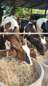 ขี้วัวนม ปุ๋ยคอกเต็มถุงอาหารสัตว์30กก.หนัก13-15กก.ไม่มีโซดาไฟ