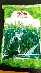 ศรแดง ผักบุ้งจีนไผ่9 (ขนาด 1 กิโลกรัม) หมดอายุ1/10/69 ผักบุ้ง ผักบุ้งจีน ยอดไผ่ ใบเรียวเล็ก สีเขียวสด ลำต้นตรงไม่แตกแขนง อายุเก็บ 20-25 วัน