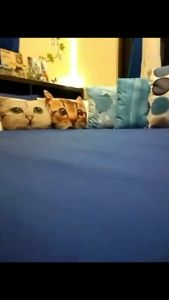 Senior Bed sheet 3-in-1(1 FITTED SHEET & 2 PILLOWCASE) Various Solid Color Series Elegant Design Cotton Bedding Single/Queen/ Simple And Fashion Highly Recommended Buy Local Shipment