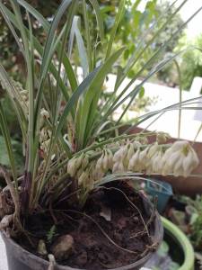 ว่านทุ่งเศรษฐี ชุด 1 ต้น