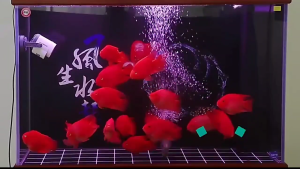 XIAOLI SUNSUN XVA-6008001000(ปั๊มทำคลื่น สำหรับทำคลื่นในตู้ปลา หรือเป่าตะกอน ขี้ปลาก้นตู้)