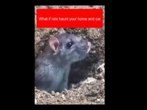 Potent Mouse Poison Mouse Avoidance Paste Kitchen Bedroom Rat Repellent Safe Odourless Mouse Gel