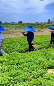 หมวกร่มติดหัว หมวกตกปลากันแดด หมวกเก็บชากันฝน หมวกร่ม ผ้าคลุม หมวกกันน็อคkw616带头上的伞帽头戴式遮阳防晒钓鱼帽防雨采茶斗笠雨伞帽斗篷头盔伞