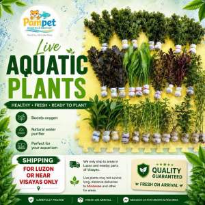 Low Tech Aquatic Plants for Aquarium Decorations with Various Leaf Types and Colors.