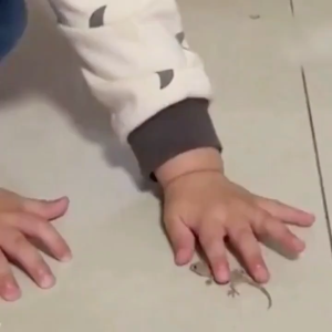 🦎✋STOP Gecko Invasion! - Professional Lizard Repellent Gel | Fast-Acting Formula | Works on Walls Corners & Entry Points | Penghalau Tokek Paling Efektif!