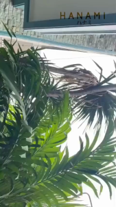 HANAMI Dompet Wanita WA1207B7 Fashion Remaja Cantik Simpel Polos Motif Kulit Murah Maeve Cokelat Terbaru