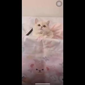HUIYANGXU | Cute Summer Pet Dress