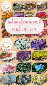 เมล็ดพันธุ์ชุดรวมขายดี ซองเล็กราคา 9 บาท ซื้อ 5 แถม 1 ปลูกง่าย โตไว อัตราการงอกสูง