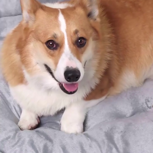 Pet bed Mat Washable dog and cat bed Sleeping warm soft bed for puppy and kitty