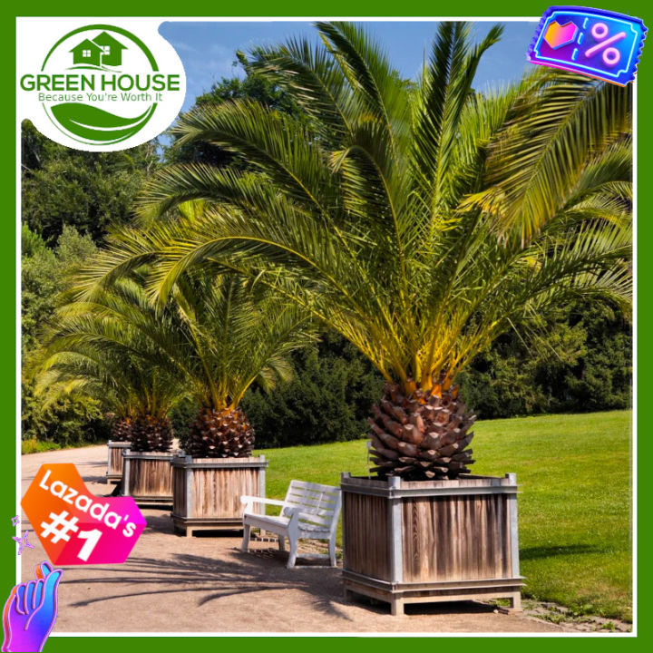 Green House® Saudi Date Palm Tree Seeds for Planting Fruit Plants (10