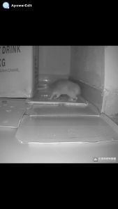 30-20cm Sticky Mouse Trap Non-Toxic Pest Control Traps Ready To Use Indoors Outdoors Long-Lasting for Trapping Rats Spiders Insects