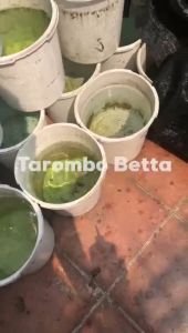 Botol Selang 1 Liter Air Minum Burung Pakan Ikan Kutu Air Cacing Encuk