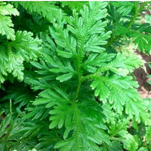 Daun Cakar ayam/ceker ayam anti kanker 1 kg