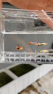 (Pair) Blue Star Endlers (Poecilia wingei) / Guppy / Fish