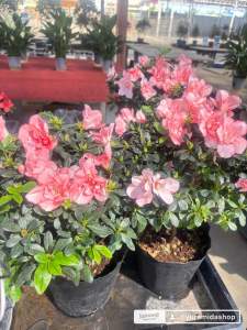 สีส้มโอรสขนาด7นิ้ว30cmดอกอาซาเลีย 🌷🌸 #กุหลาบพันปี 🌸🌷 ดอกสวยหวาน ใจละลาย งามจนหลง  #ออกดอกให้เชยชมได้ทั้งปี!🌹  💰ชาวจีนเชื่อว่าถ้าปลูกอาซาเลียครบ 5 สี  แสดงถึงความอุดมสมบูรณ์ครบ 5 ธาตุ  ตามศาสตร์ฮวงจุ้ย ปลูกอาซาเลียจะช่วยเรียกทรัพย์ 💰 ดึงดูดโชคลาภ เส