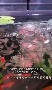 🔥Ready Stock🔥YEE Premium Fresh Brine Shrimp Artemia Liquid Prefect Fish Food Natural Food