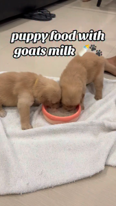 Puppy Pure Goats Milk Milk Replacer for Dogs and Cats