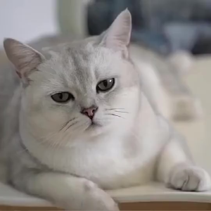 300ml Cute Cat Ceramic Mug With Spoon and Lid Hand Painted Coffee Milk Drinkware