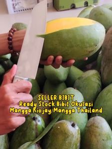 Bibit Mangga Kiojay Hasil Okulasi Unggulan Terlaris