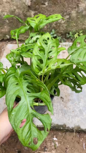 Cây Trầu Bà Lỗ - Tổng thể tầm 20-30 cm - Xum xuê!