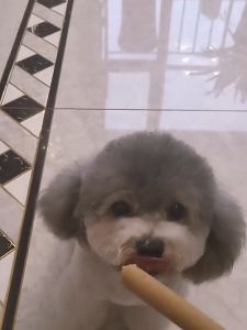 10/50pcs Snack Sosis Hewan Peliharaan 15g/batang Sosis Ham Anjing Kecil Bisa untuk Pelatihan Hewan