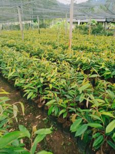 ต้นทุเรียนหมอนทองเสียบยอดแล้วพร้อมลงแปลงปลูกสูง40-60ชม.ชุด2ต้น* ชื้อ10ต้นแถม1ต้น