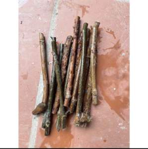 Cây cỏ máu (hom giống)