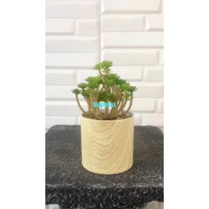 Tanaman Artificial Mini Echeveria Sukulen Latex Pot Melamine Motif Kayu Dekorasi Meja Kantor Aesthetic