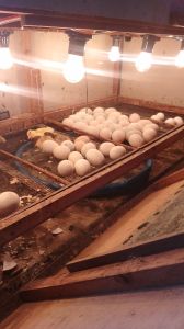 telur fertil Bebek peking f1 siap tetas