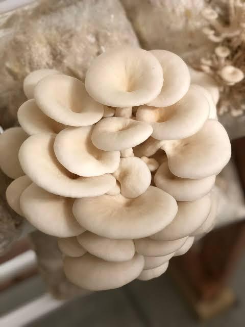 White Oyster Mushroom Ready to Grow Kit | Lazada PH