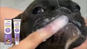 Pet Probiotic Toothpaste for Dogs and Cats with Coconut Lactobacillu Remove Tartar Freshen Breath Natural Dental Care Paste 100g