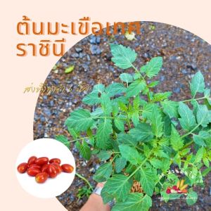 ต้นมะเขือเทศราชินี มะเขือเทศราชินี ส่งพร้อมถุงเพาะ6นิ้ว ผักสวนครัว ผักสวนครัวปลูกง่าย ผักสวนครัวพร้อมปลูก ผักออร์แกนิก