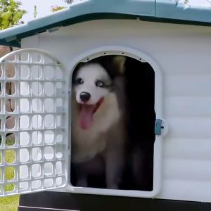 Purrfect บ้านสุนัขขนาดใหญ่นอกบ้าน คอกสุนัขขนาดใหญ่ บ้านหมา ใหญ่ ขนาด ใหญ่ บ้านสัตว์ ขนาดใหญ่ บ้านสุนัขขนาดกลาง คอกหมา